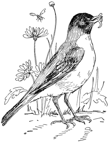 Robin In Flower Garden Coloring Page